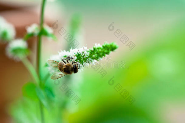 蜜蜂在薄荷<strong>的</strong>白花<strong>上</strong>收集花粉
