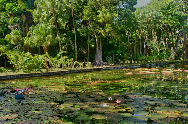 毛里求斯共和国风景如画的潘普勒穆斯花园