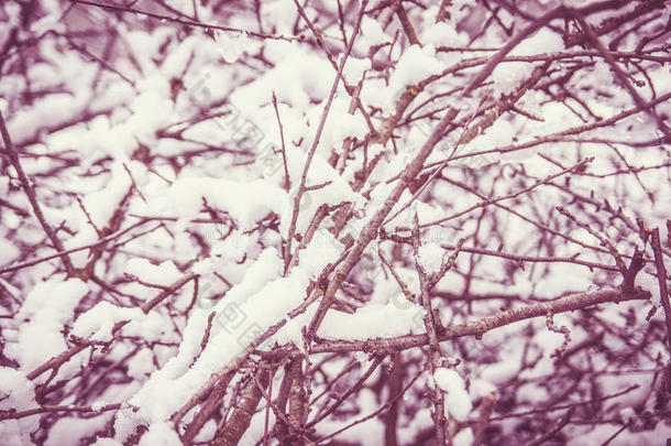 冬季干燥树枝上积雪的特写