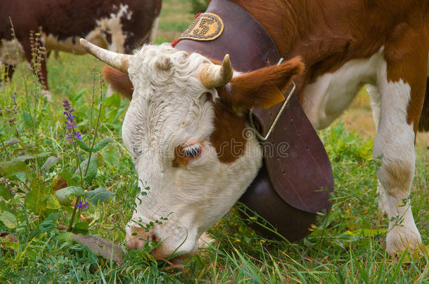 牛带着大铃铛吃草