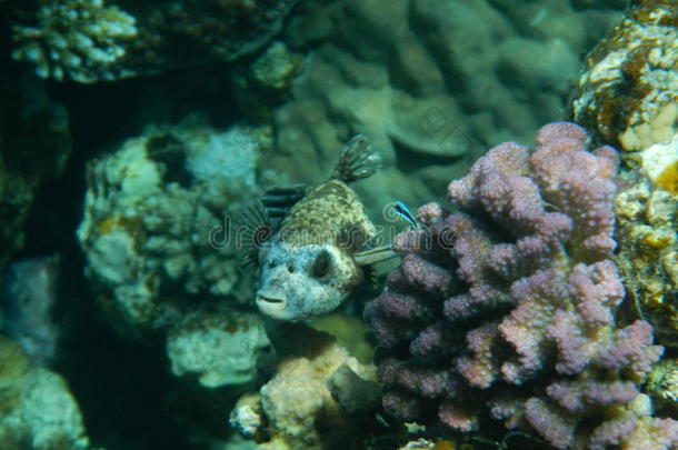 阿罗思伦气球鱼聪明的珊瑚潜水