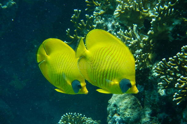 蝴蝶珊瑚夫妇潜水埃及