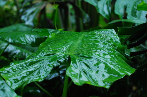 花园里<strong>的</strong>树叶