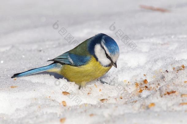 欧亚蓝滴滴在雪地上