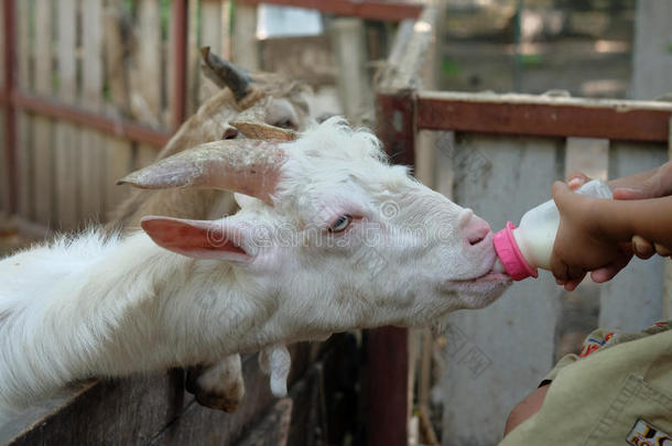 奶瓶喂小山羊，山羊从瓶子里喝牛奶