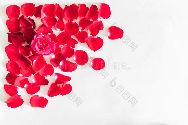 由红色玫瑰花瓣制成的边框