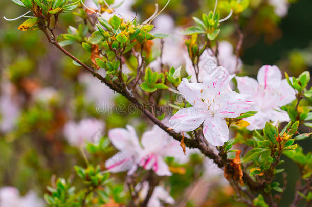 开花的白色杜鹃花（杜鹃花）在雨后