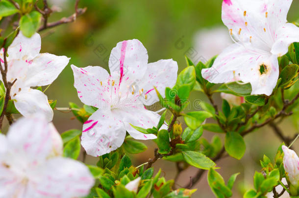 开花的白色杜鹃花（杜鹃花）在雨后