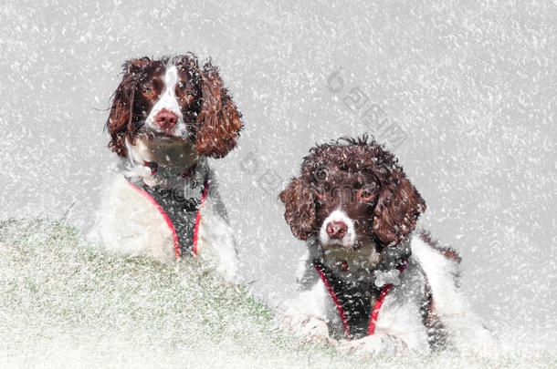 狗英语享受宠物雪