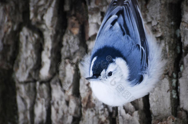 特写<strong>白</strong>色胸部Nuthatch在树侧摆姿势。