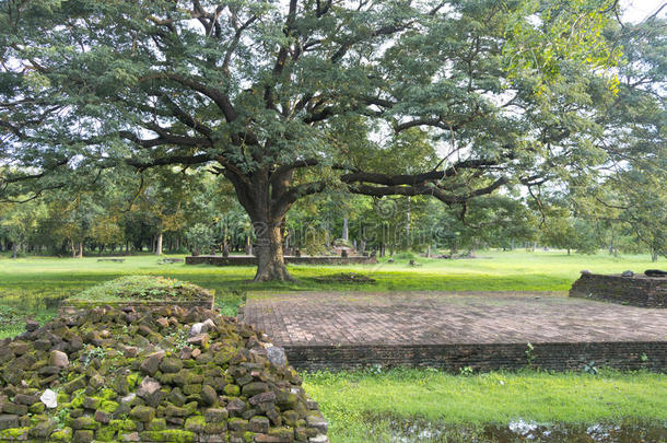 苏霍台历史公园里美丽的树。