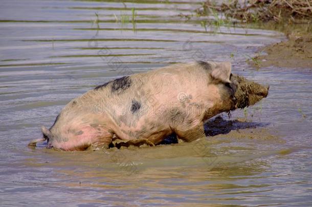 池塘泥里的猪