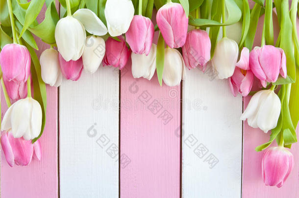 粉红色和白色的新鲜郁金香