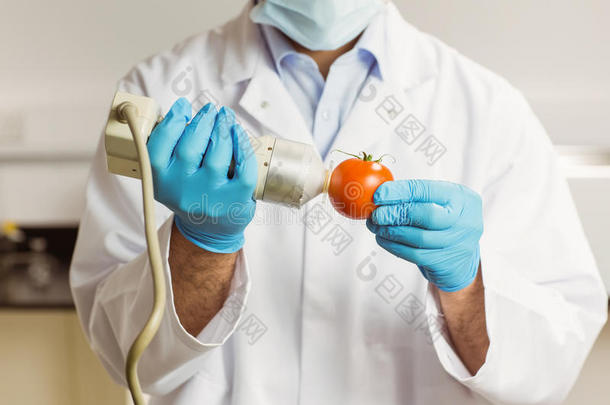 在番茄上使用装置的食品<strong>科学</strong>家