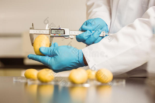 测量土豆的食品科学家