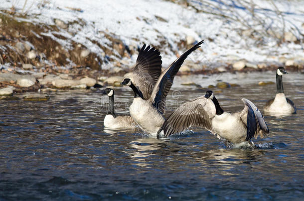 一群加拿<strong>大鹅</strong>从冬天的河流中起飞