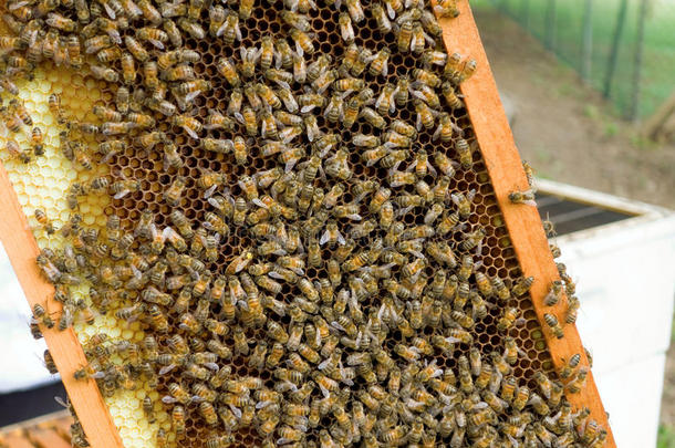 蜜蜂<strong>聚集</strong>在贝基亚的一个养蜂场的滑梯上