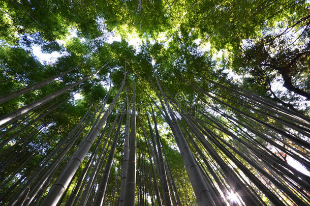 竹林，竹林在荒山，京都