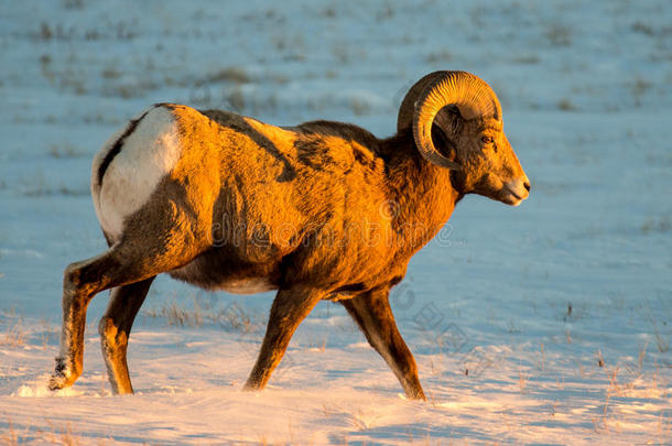 大角羊在巴德兰国家公园的冬天