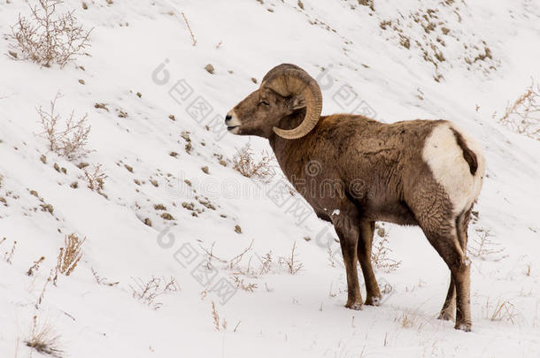 大角羊在巴德兰国家公园的冬天