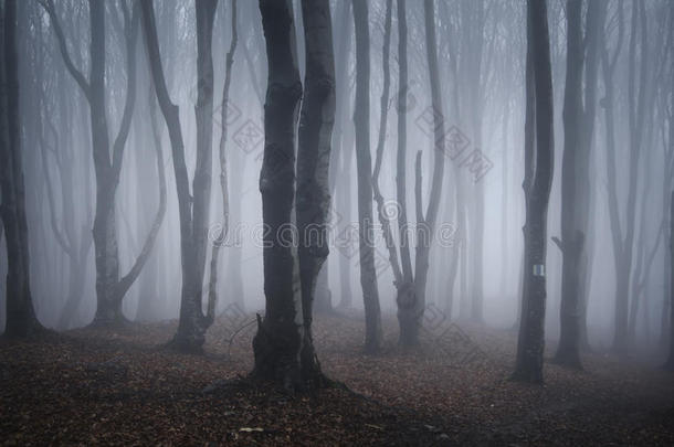 充满神秘迷雾的奇幻黑暗森林