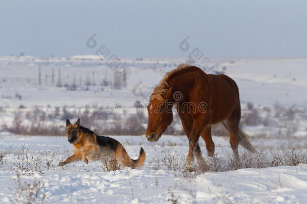 狗和马在雪中<strong>一起跑</strong>