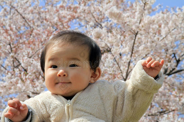 男孩和樱花