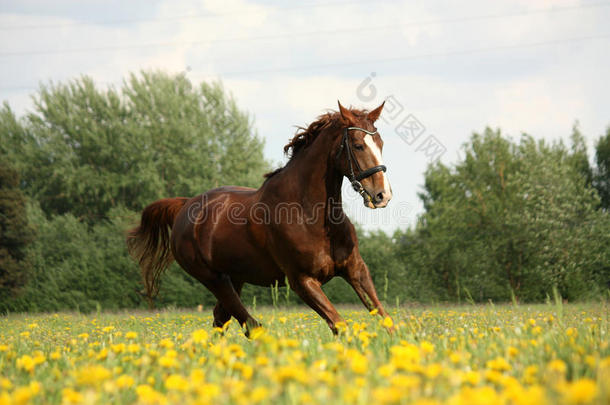 栗子漂亮的马在盛开的草地上<strong>飞驰</strong>