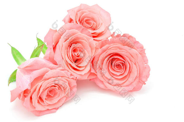 淡粉色玫瑰色