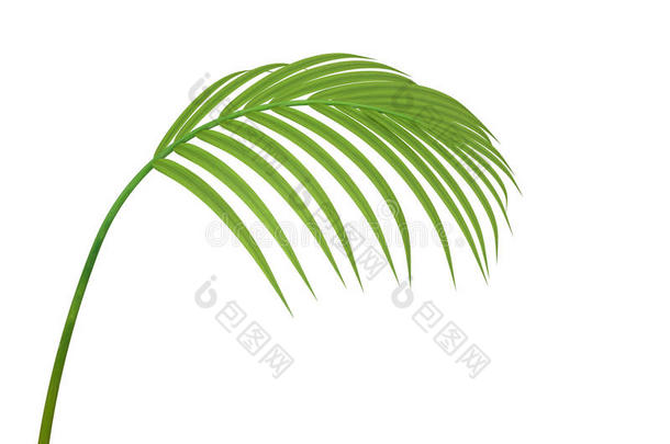被子植物槟榔竹子分支文化