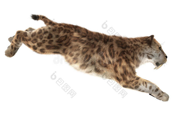 大猫Smilodon