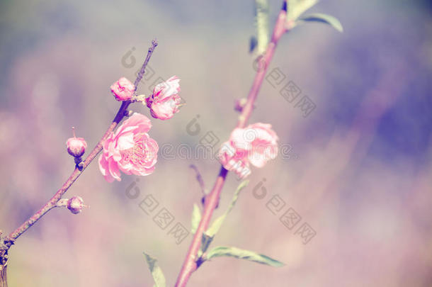 美丽的粉红色樱花在复古风格