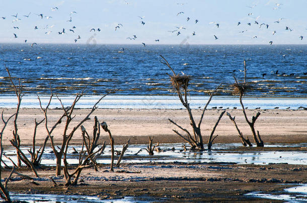 一群鸟飞过萨尔顿海湖