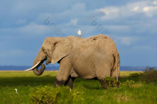 大大象吃东西