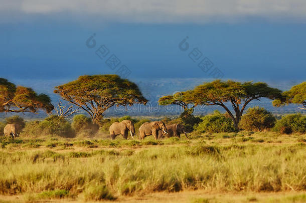 美丽的风景中的大象