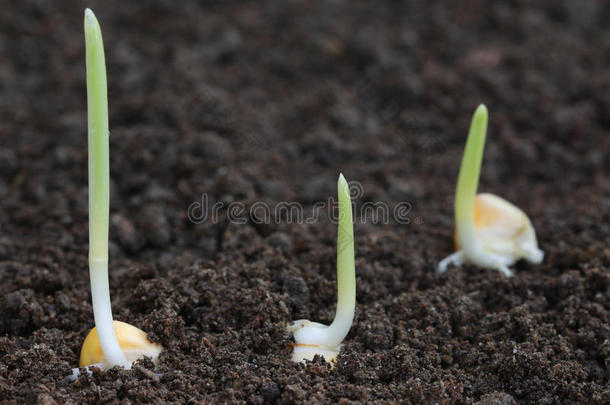玉米在肥沃土壤上发芽