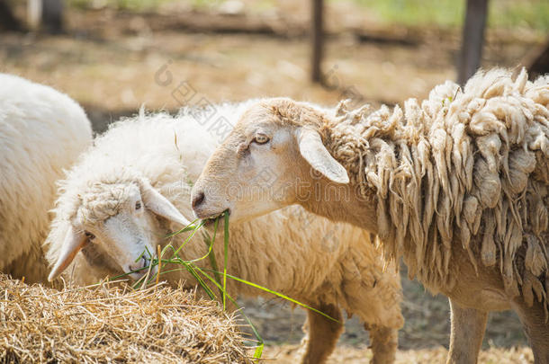 羊在农场吃<strong>草</strong>