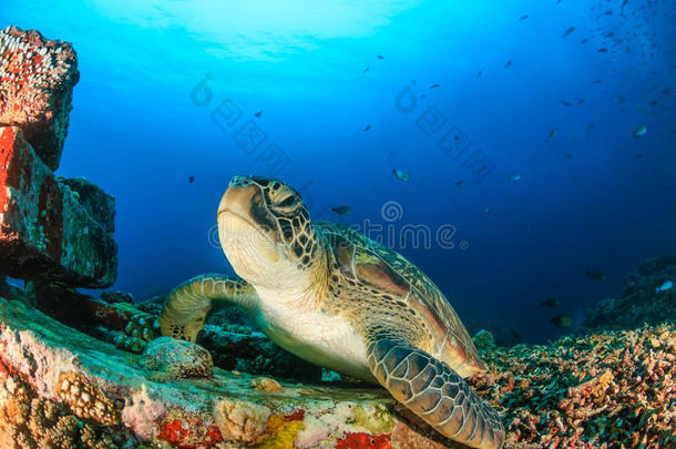 <strong>碧蓝</strong>的水中的绿海龟