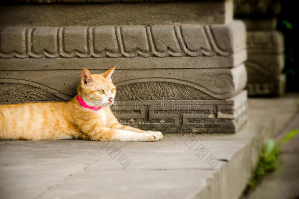 姜猫呆在中国寺庙里。