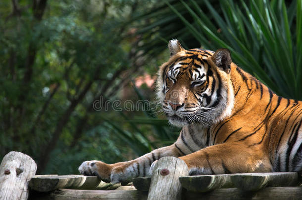 阿穆尔老虎躺在木板平台上