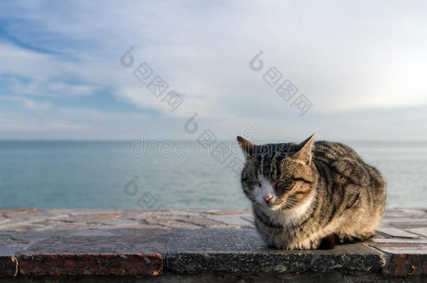 猫在海滨的海滩上晒太阳