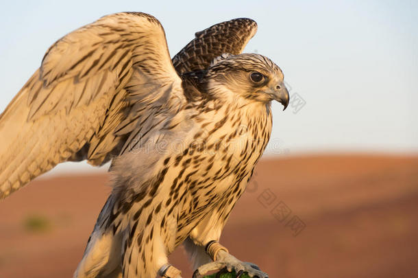 在阿布扎比沙漠中的猎鹰，阿联酋，猎鹰鸟或猎物鸟的特写