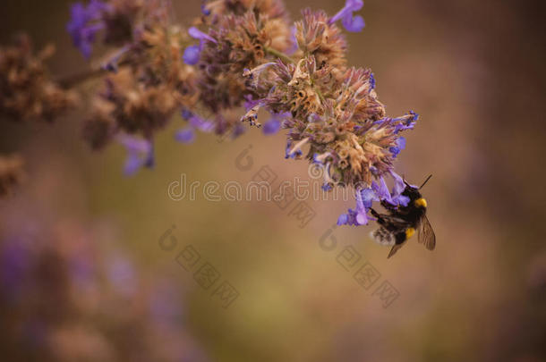 大黄蜂在紫色的花朵上靠近