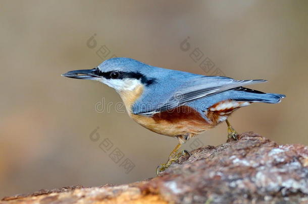 自然<strong>栖息地</strong>的nuthatch鸟（sitta europaea）