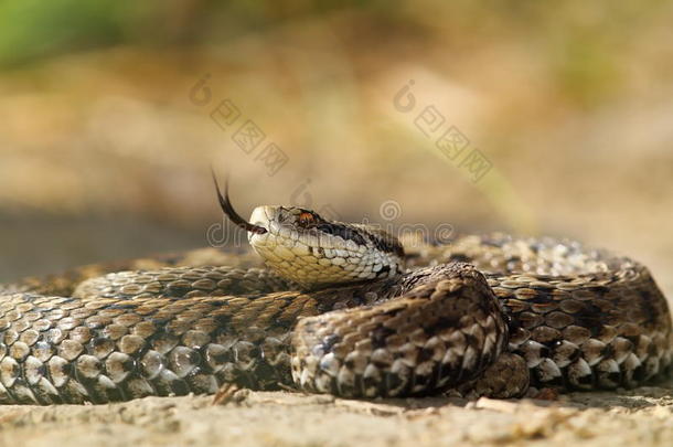 美丽的毒蛇欧洲蛇