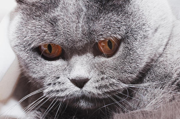 有趣的灰色英国猫，亮黄色的眼睛