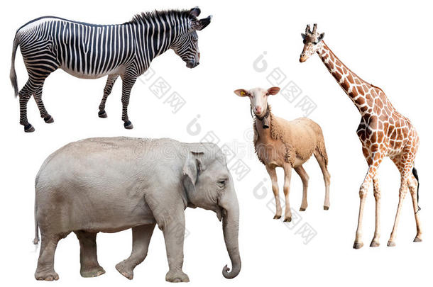 一只斑马、大象、羊和长颈鹿被隔离