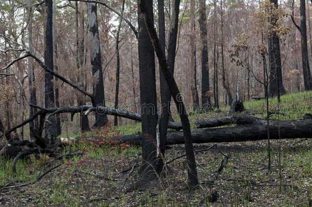 澳大利亚的桉树林在火<strong>灾后</strong>再生