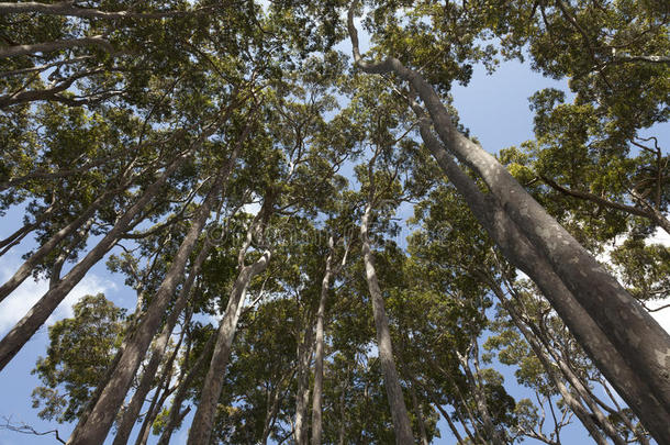 澳大利亚的桉树