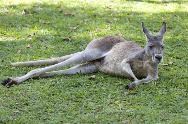 动物澳大利亚动物群草袋鼠